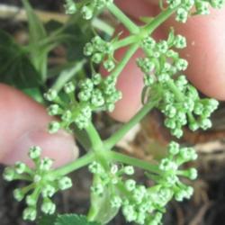 Location: Toronto, Ontario
Date: 2022-01-22
Ashitaba (Angelica keiskei) flowers just about to bloom. (indoors