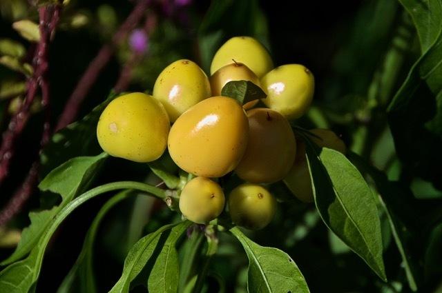 Photo of Naranjilla (Solanum quitoense) uploaded by Fleur569