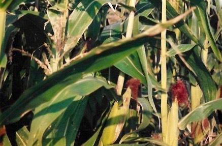 Photo of Popcorn (Zea mays subsp. mays 'Strawberry') uploaded by Permastake
