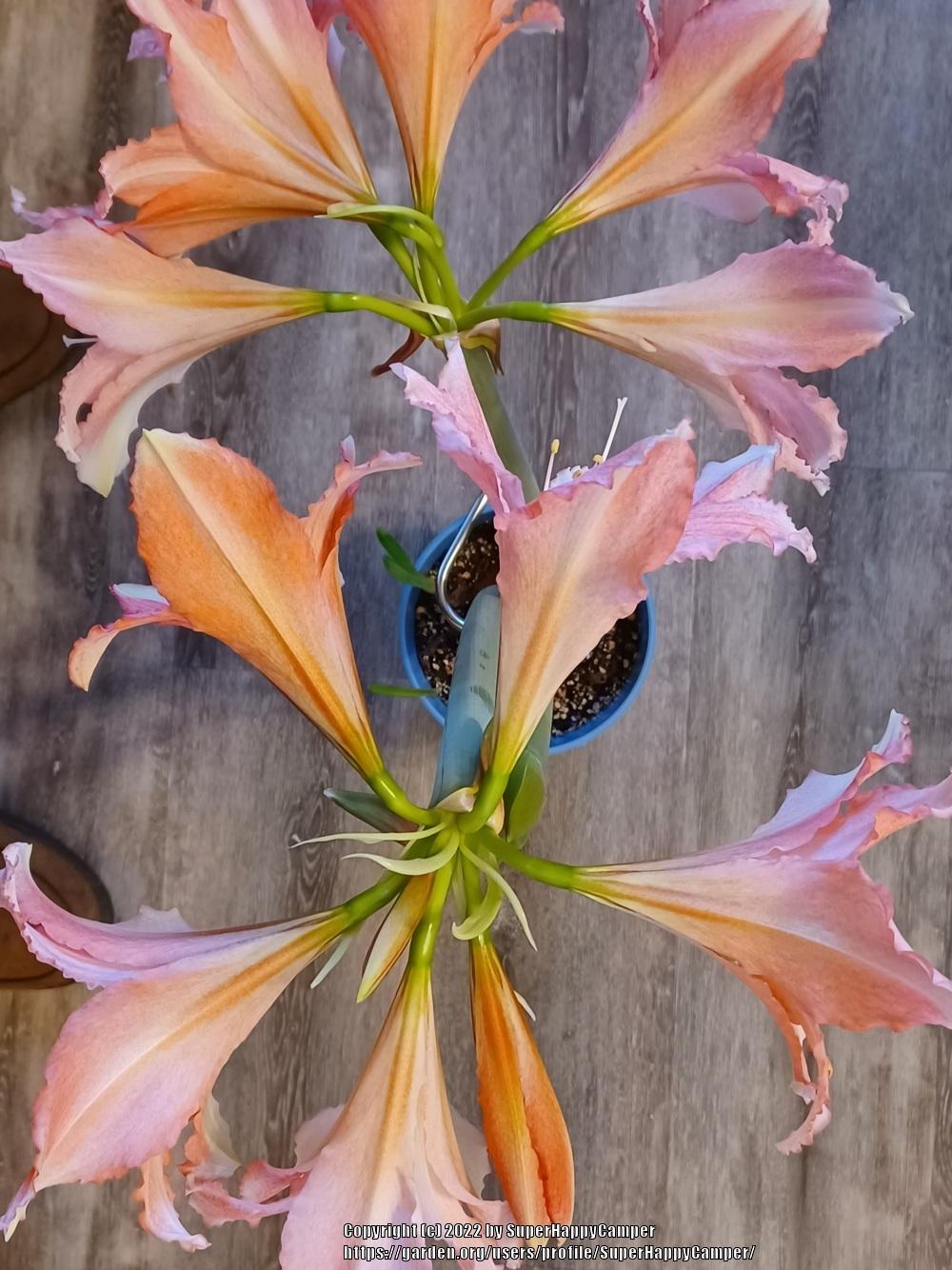 Photo of Amaryllis (Hippeastrum 'Tinkerbell') uploaded by SuperHappyCamper