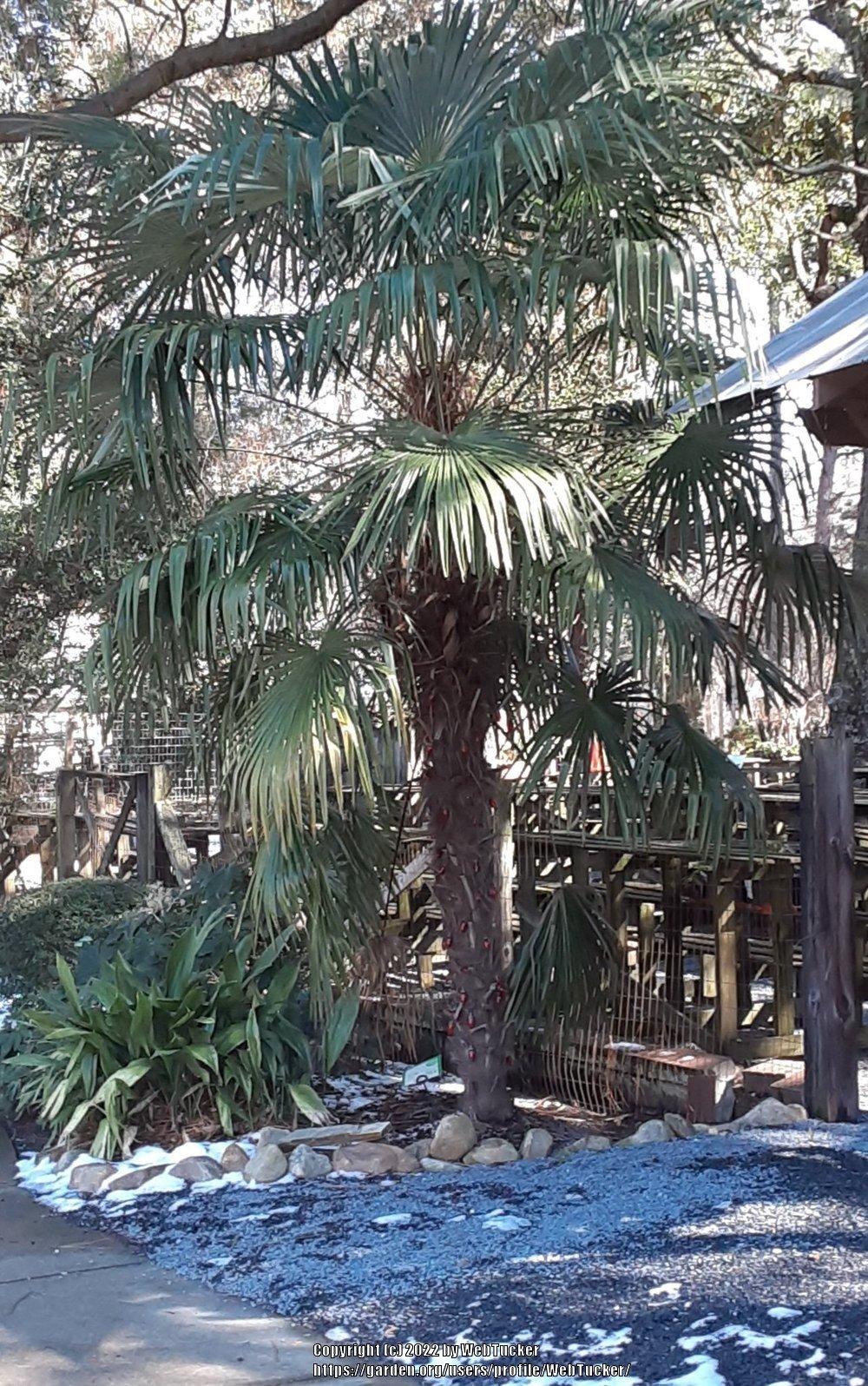 Photo of Chinese Windmill Palm (Trachycarpus fortunei) uploaded by WebTucker