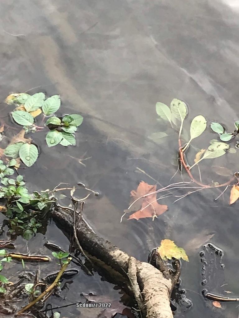 Photo of Water Primrose (Ludwigia peploides) uploaded by sedumzz