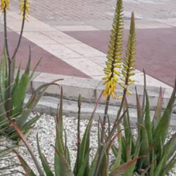 Location: Nice, France
Date: 2019-04-20
Public planting in Nice'