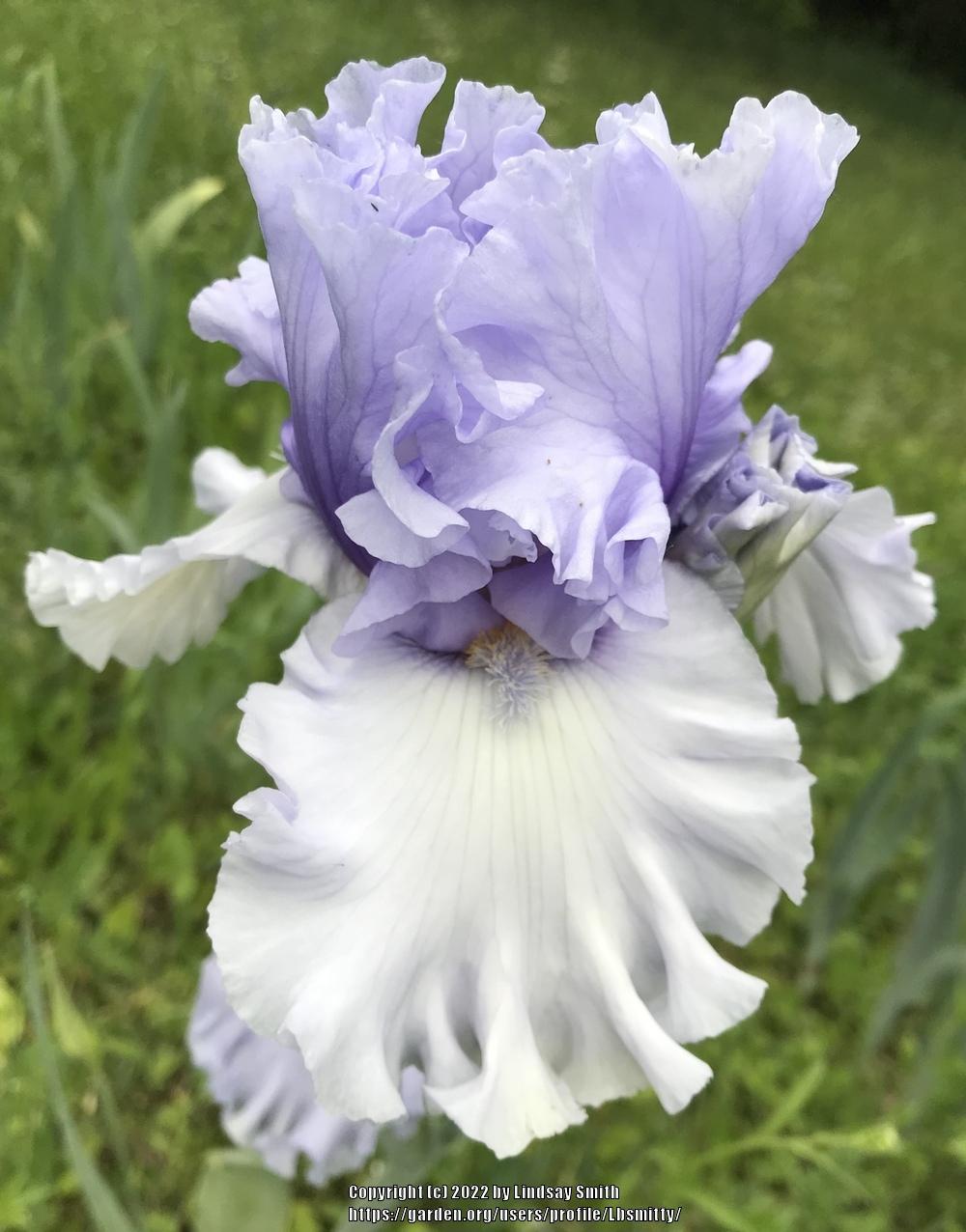Photo of Tall Bearded Iris (Iris 'Never Been Kissed') uploaded by Lbsmitty