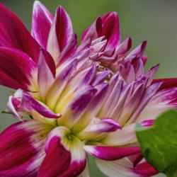 Location: Dahlia Hill, Midland, Michigan
Date: 2019-08-15
There's a third color in the blooms of this red and white bi-colo