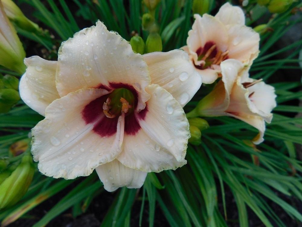 Photo of Daylily (Hemerocallis 'Siloam Gumdrop') uploaded by gardenglassgems