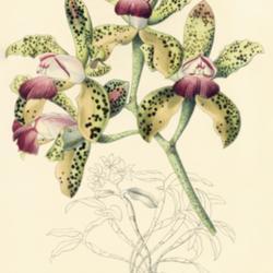 
Date: c. 1848
illustration by Maubert from 'Portefeuille des horticulteurs', 18