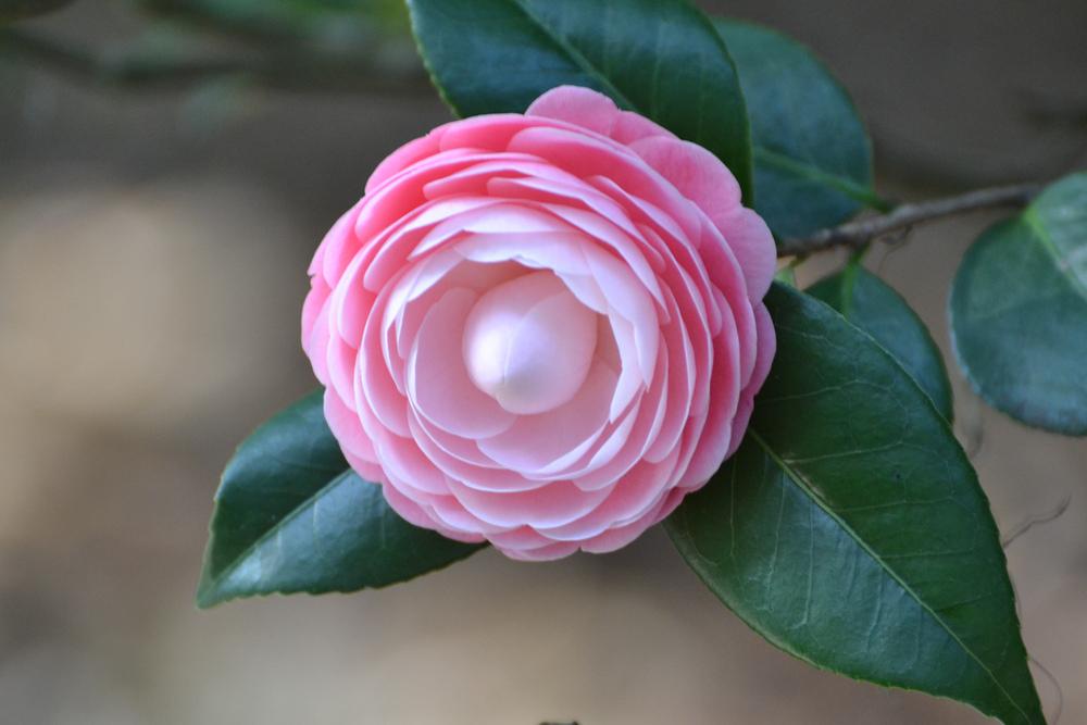 Photo of Japanese Camellia (Camellia japonica 'Pink Perfection') uploaded by sunkissed