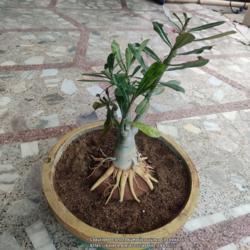 Location: Parchur, Andhra Pradesh, India
Date: 2022-01-27
Grafted and re rooted with bottom root cutting