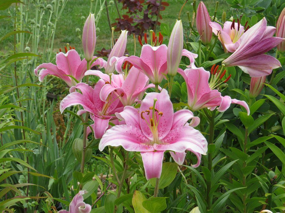 Photo of Lily (Lilium 'Sorbonne') uploaded by Joy