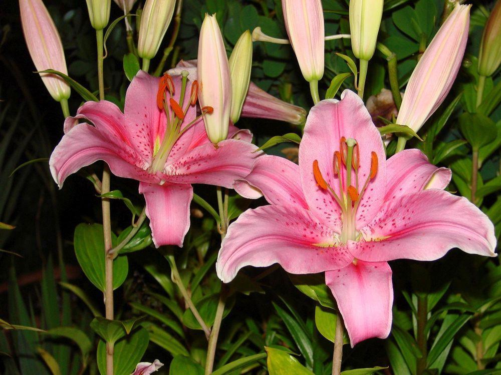 Photo of Lily (Lilium 'Sorbonne') uploaded by Joy