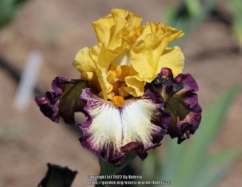 Photo of Tall Bearded Iris (Iris 'High Desert') uploaded by Valery33