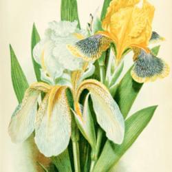 
Date: c. 1879
illustration [by Noel Humphreys] of Irises 'Darius' and 'Florenti
