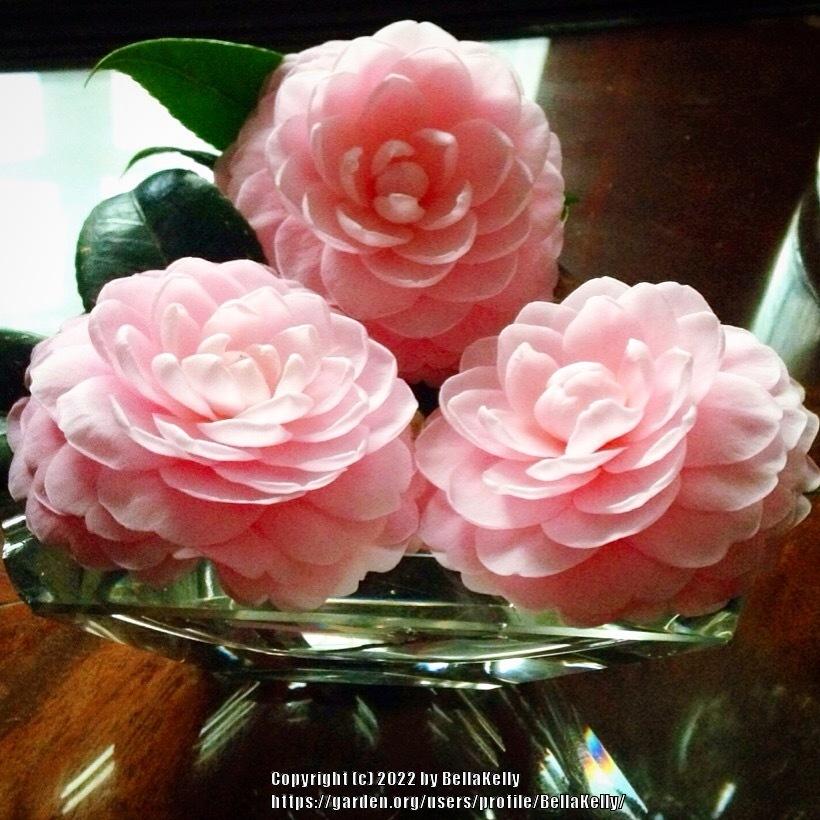 Photo of Japanese Camellia (Camellia japonica 'Pink Perfection') uploaded by BellaKelly