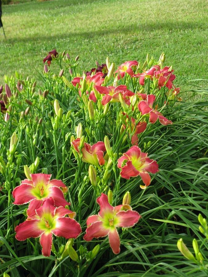 Photo of Daylily (Hemerocallis 'Queen on a Mission') uploaded by Joy
