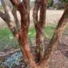 Another lagerstroemia species with exfoliating bark