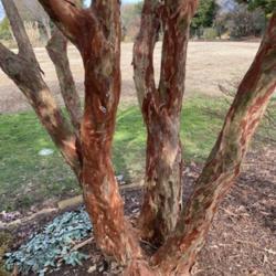 Location: Raulston Arboretum Raleigh NC
Date: 2022-01-25
Another lagerstroemia species with exfoliating bark
