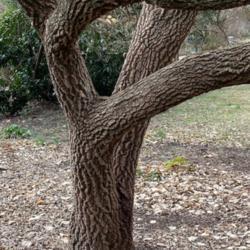 Location: Raulston Arboretum Raleigh NC
Date: 2022-01-25
Textured bark on a mature tree
