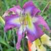 Photo Courtesy of Clement Daylily Gardens . Used with Permission.