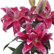 Photo courtesy of B&D Lilies Used with Permission