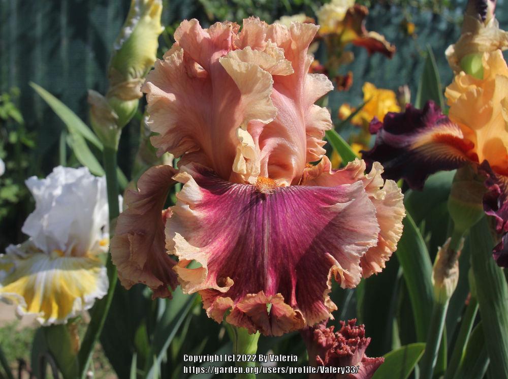 Photo of Tall Bearded Iris (Iris 'Lord of Mayfair') uploaded by Valery33