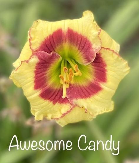 Photo of Daylily (Hemerocallis 'Awesome Candy') uploaded by amberjewel