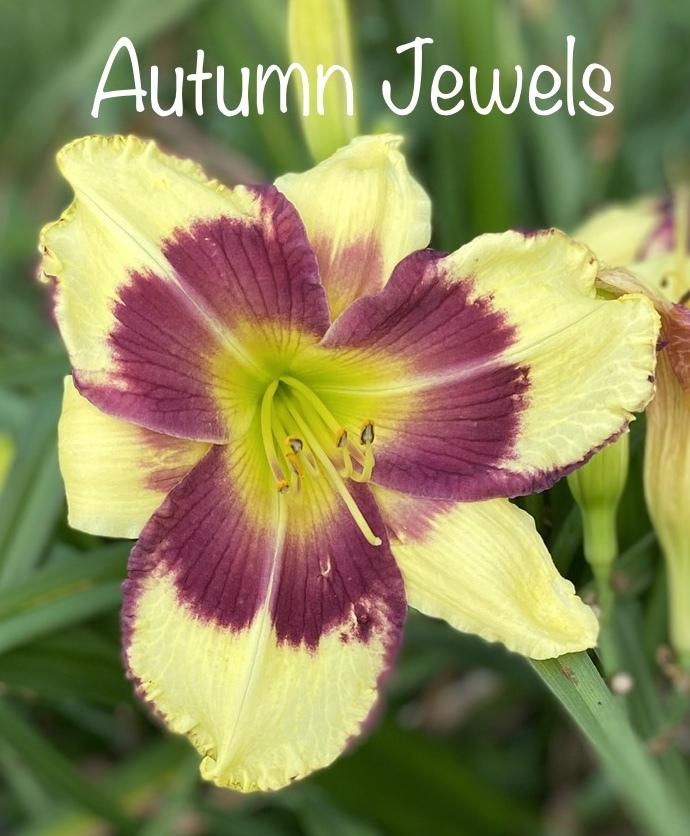 Photo of Daylily (Hemerocallis 'Autumn Jewels') uploaded by amberjewel