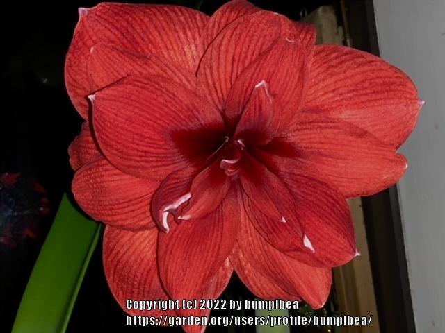 Photo of Amaryllis (Hippeastrum 'Red Nymph') uploaded by bumplbea
