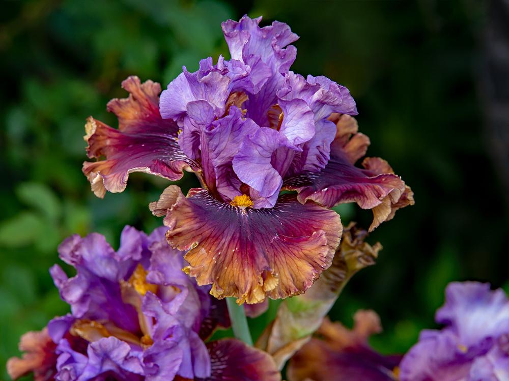Photo of Tall Bearded Iris (Iris 'Rum is the Reason') uploaded by dirtdorphins