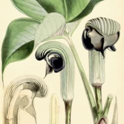 
Date: c. 1861
illustration [as A. præcox] by W. Fitch from 'Curtis's Botanical