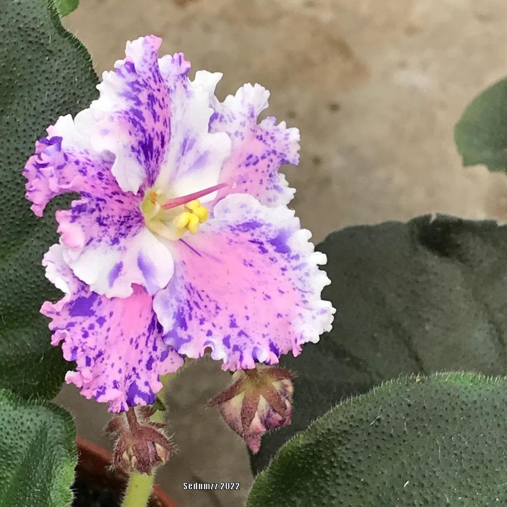Photo of African Violet (Streptocarpus 'Amour Elite') uploaded by sedumzz