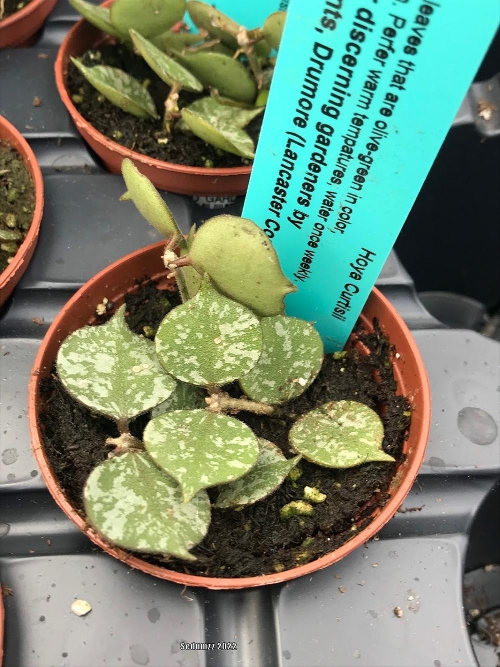 Photo of Wax Plant (Hoya curtisii) uploaded by sedumzz