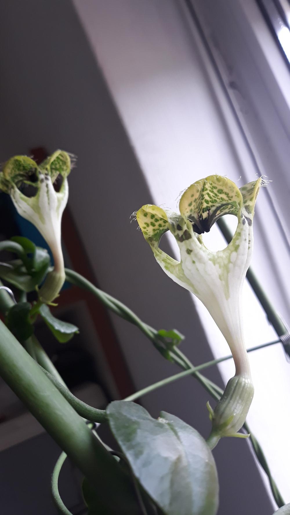 Photo of Parachute Plant (Ceropegia sandersonii) uploaded by skopjecollection