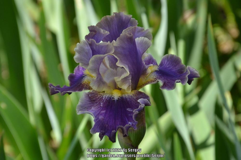 Photo of Tall Bearded Iris (Iris 'Luminate') uploaded by Serjio