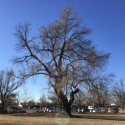 Location: Salt Lake Community College-Taylorsville Redwood Campus, Taylorsville, Utah, United States
Date: 2022-02-01
A very old and very large tree. This is one of, if not the larges