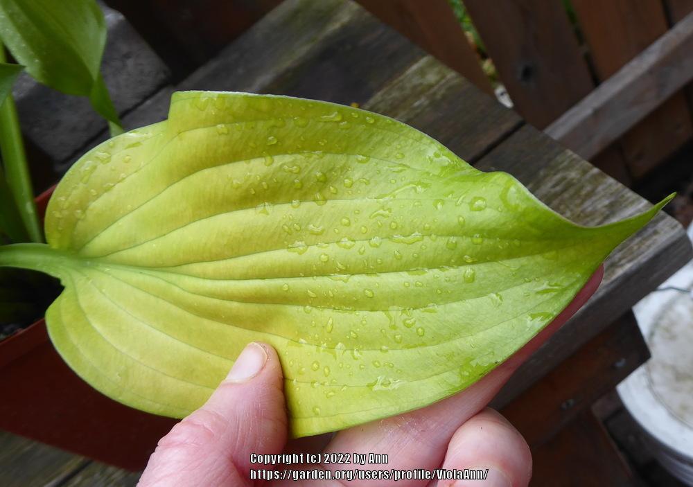 Photo of Hosta 'Don Clysdale' uploaded by ViolaAnn