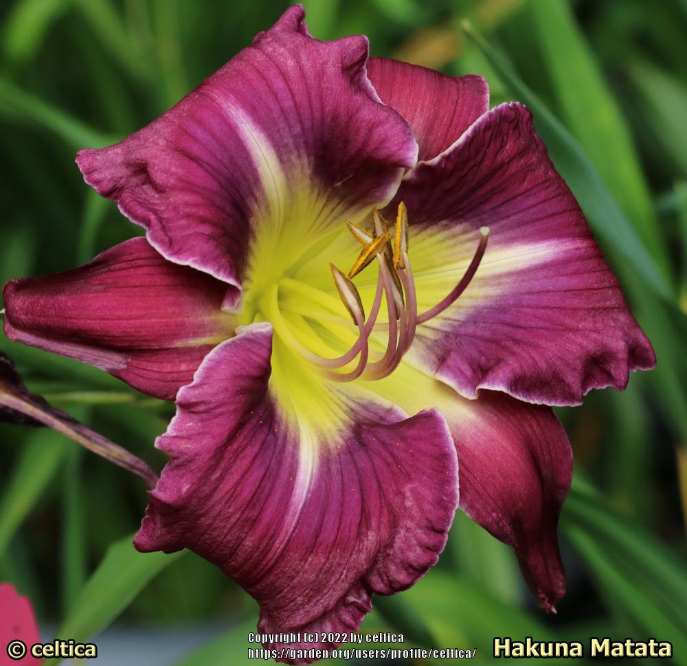 Photo of Daylily (Hemerocallis 'Hakuna Matata') uploaded by celtica