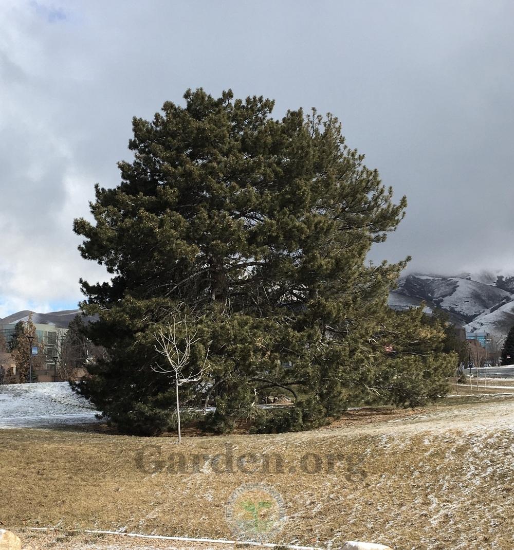 Photo of Austrian Pine (Pinus nigra) uploaded by BlueOddish