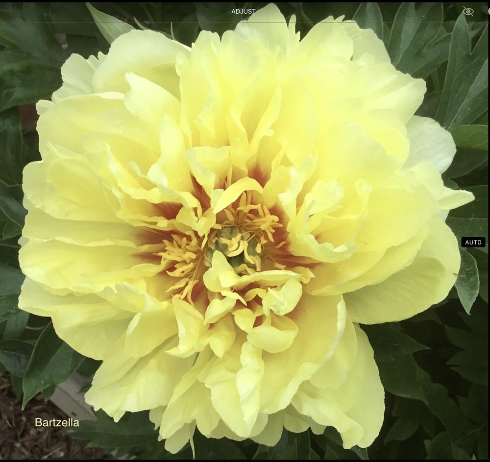 Photo of Intersectional Peony (Paeonia 'Bartzella') uploaded by KYgal