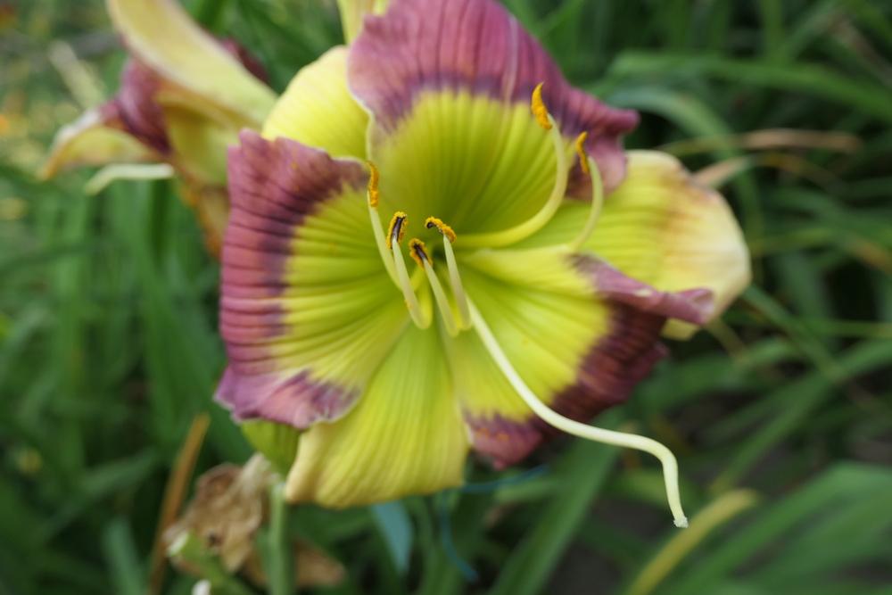 Photo of Daylily (Hemerocallis 'Arno's Bow Tie') uploaded by Caruso