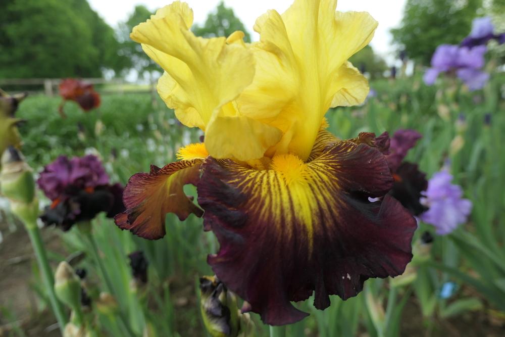 Photo of Tall Bearded Iris (Iris 'Snapshot') uploaded by Caruso