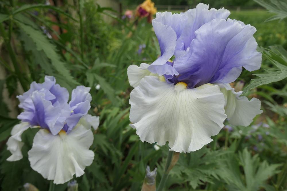 Photo of Tall Bearded Iris (Iris 'Alpenview') uploaded by Caruso