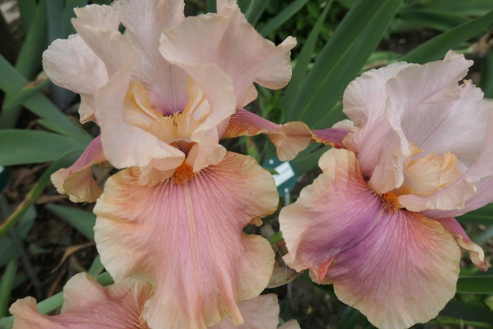 Photo of Tall Bearded Iris (Iris 'Cameo Wine') uploaded by Caruso