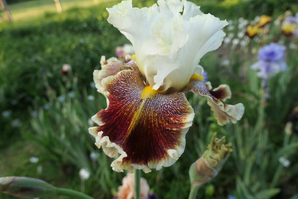 Photo of Tall Bearded Iris (Iris 'Wonders Never Cease') uploaded by Caruso
