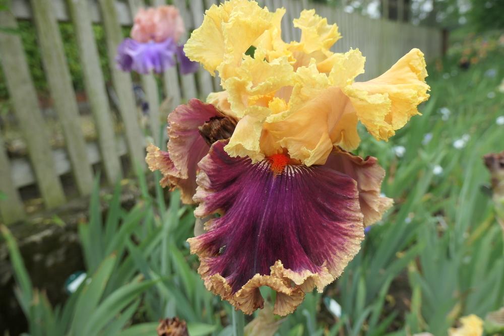 Photo of Tall Bearded Iris (Iris 'Decadence') uploaded by Caruso