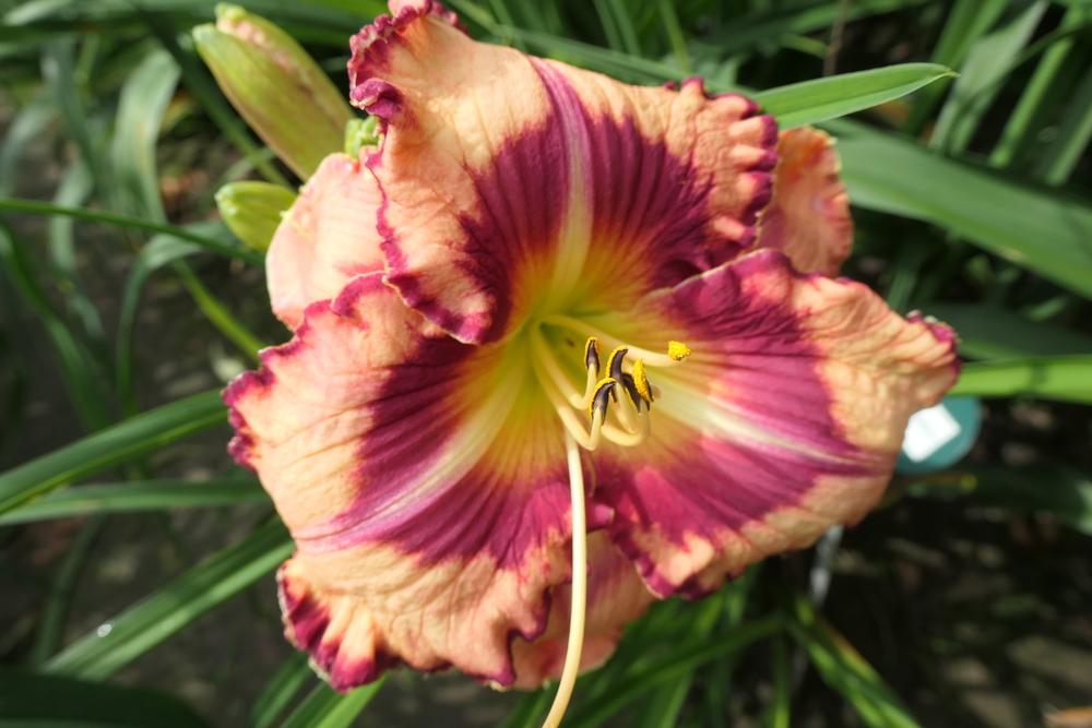 Photo of Daylily (Hemerocallis 'Believe in Miracles') uploaded by Caruso
