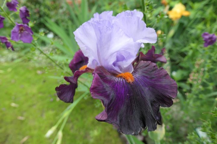 Photo of Tall Bearded Iris (Iris 'Full Figured') uploaded by Caruso