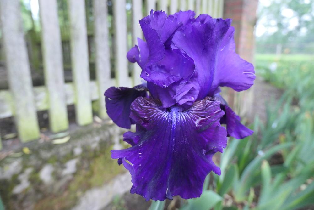 Photo of Tall Bearded Iris (Iris 'Rosalie Figge') uploaded by Caruso