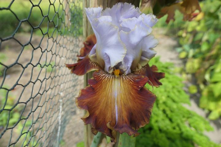 Photo of Tall Bearded Iris (Iris 'Milk in My Coffee') uploaded by Caruso