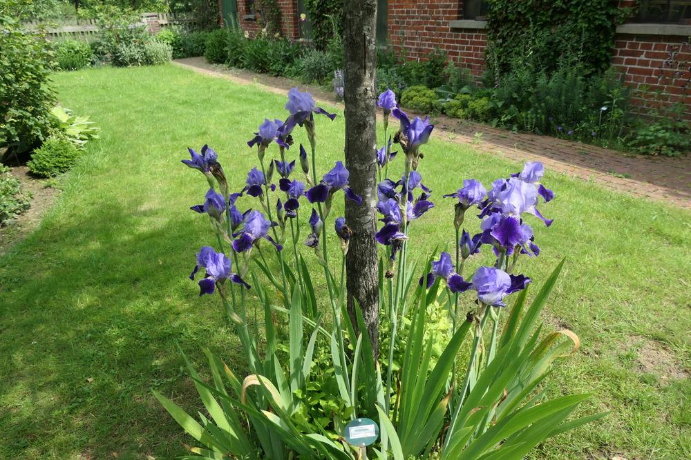 Photo of Tall Bearded Iris (Iris 'Rheintraube') uploaded by Caruso